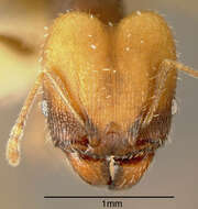 Pheidole punctatissima Mayr 1870的圖片