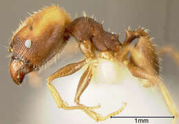 Pheidole punctatissima Mayr 1870的圖片