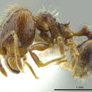 Image of Pheidole carinata