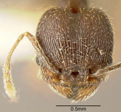 Image of <i>Pheidole rugiceps</i>