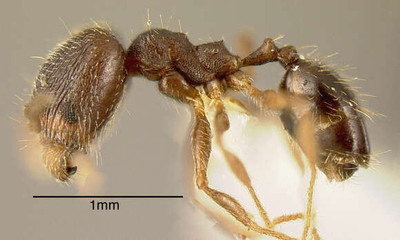 Image of Pheidole rugiceps