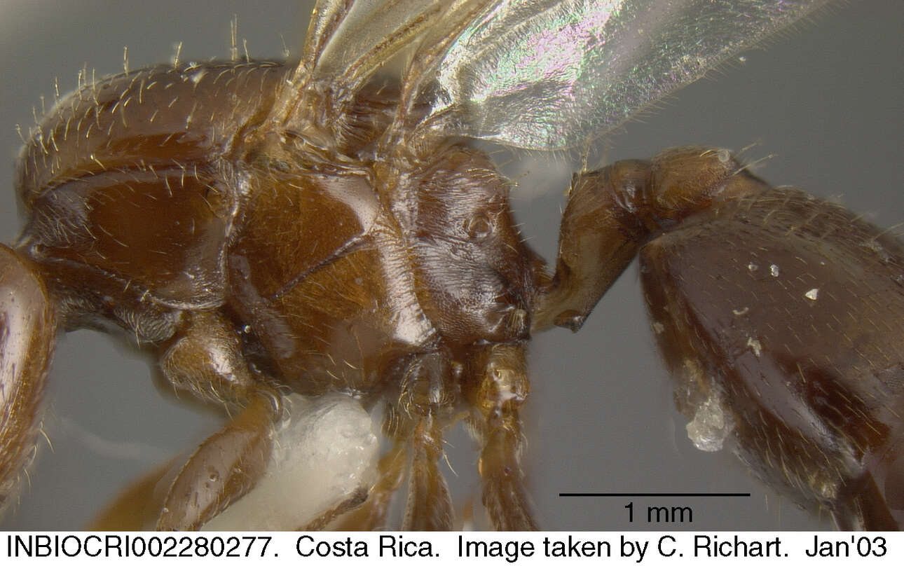 صورة Crematogaster crinosa Mayr 1862