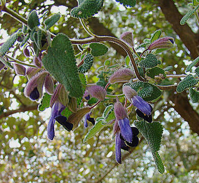 Image of Salvia semiatrata Zucc.