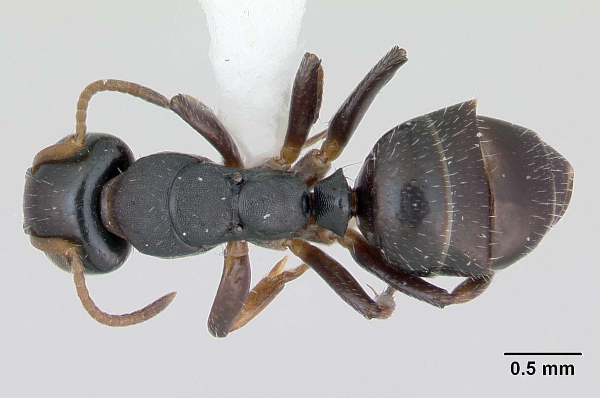 Image of Camponotus sanctaefidei Dalla Torre 1892