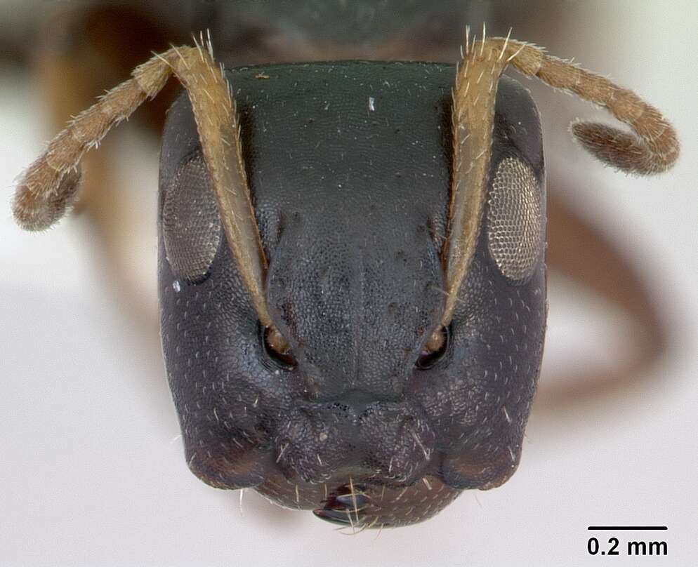 Image of Camponotus sanctaefidei Dalla Torre 1892