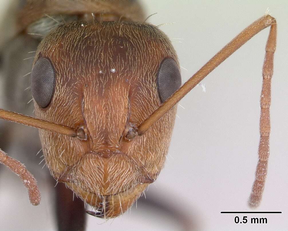 Image of Camponotus blandus (Smith 1858)