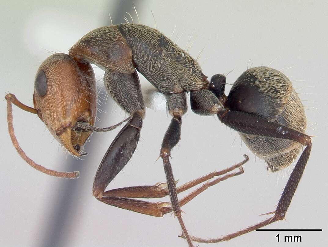 Image of Camponotus blandus (Smith 1858)