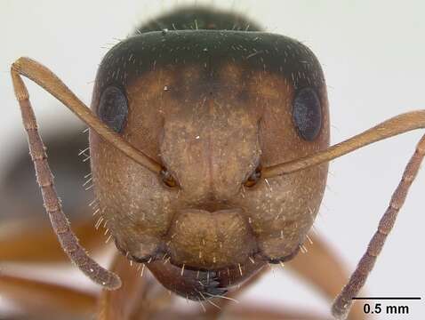 Image of Camponotus cuneidorsus Emery 1920