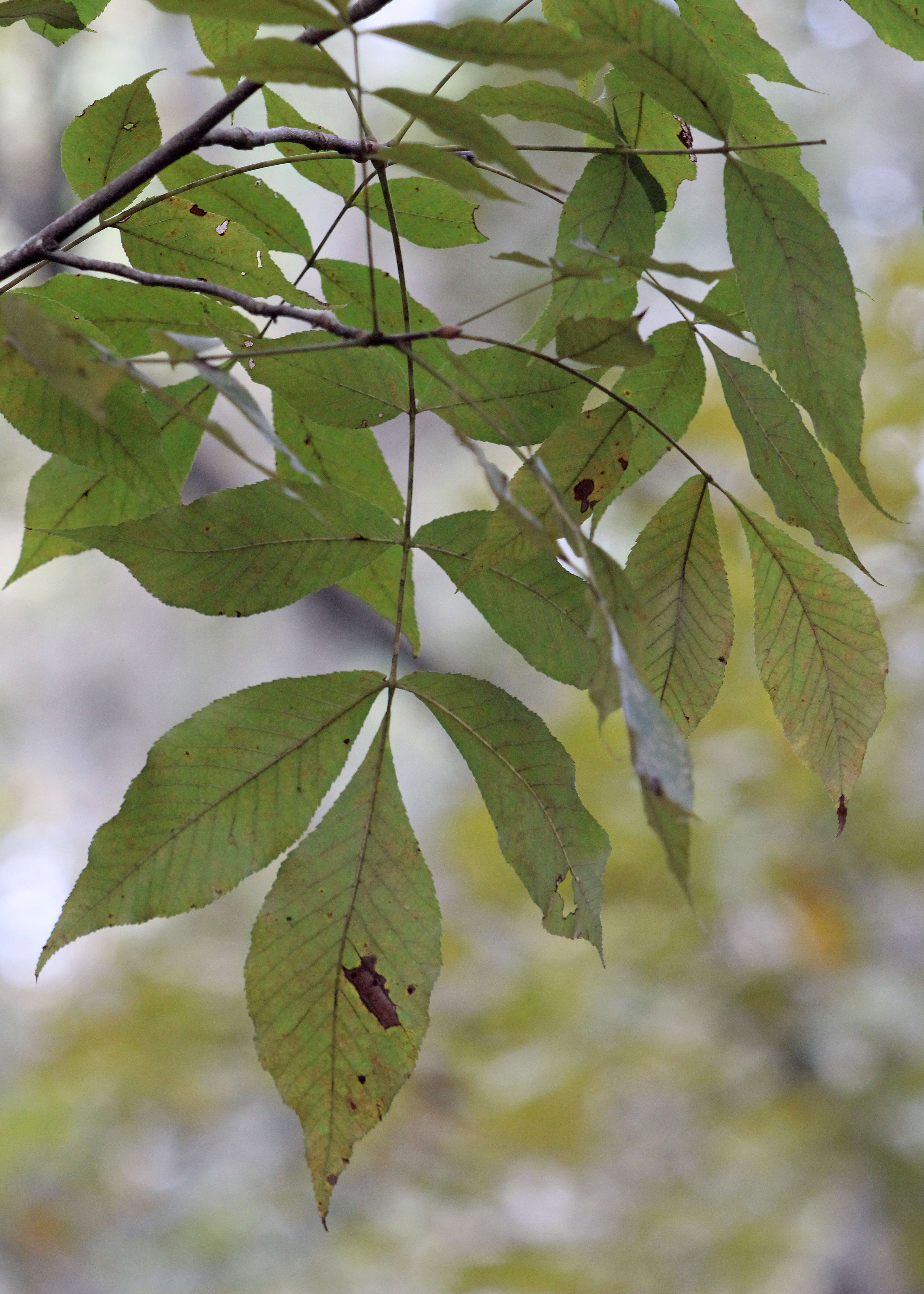 Image of pignut hickory