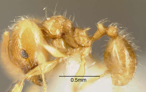 Image of Pheidole citrina