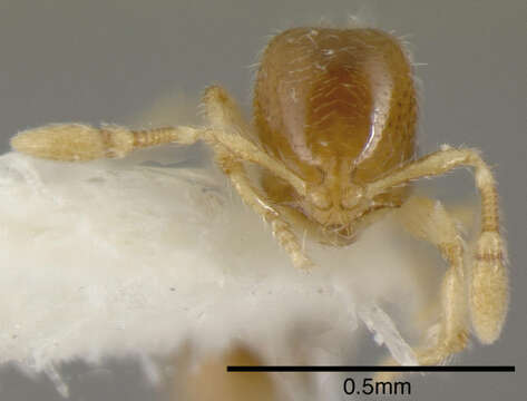 Image of <i>Solenopsis vinsoni</i> Pacheco & Mackay 2013