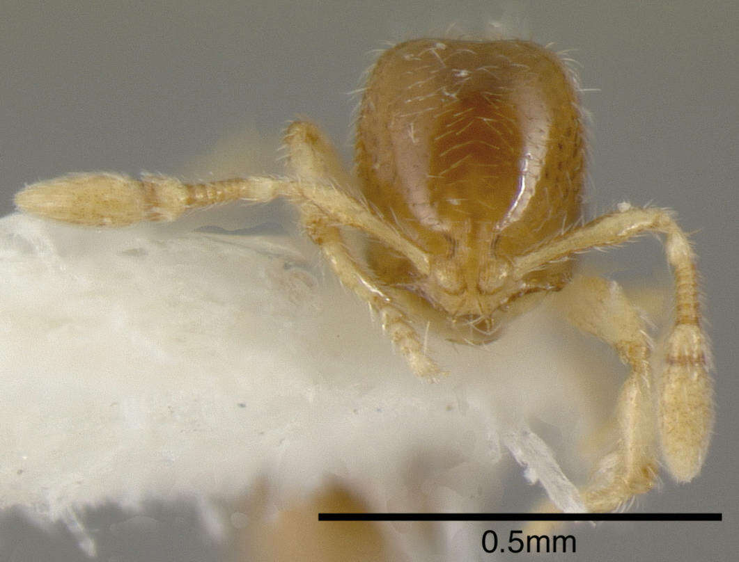 صورة <i>Solenopsis vinsoni</i> Pacheco & Mackay 2013