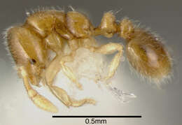 صورة <i>Solenopsis vinsoni</i> Pacheco & Mackay 2013