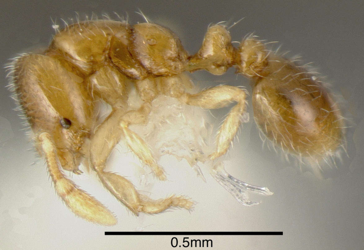 صورة <i>Solenopsis vinsoni</i> Pacheco & Mackay 2013