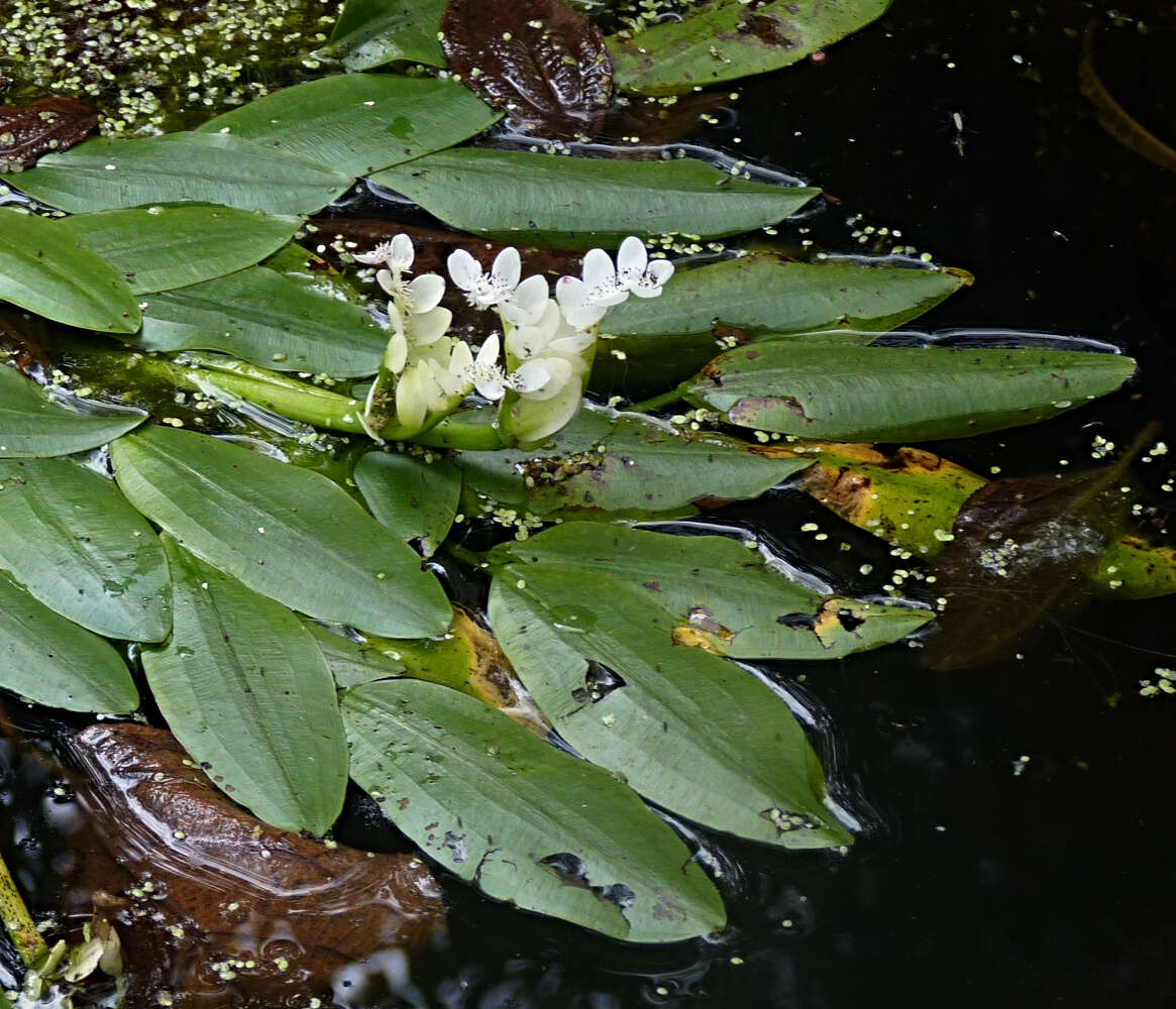 Image of Cape pondweed