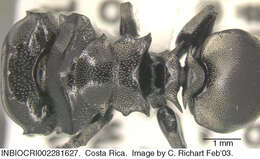 Image of Cephalotes basalis (Smith 1876)