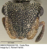 Cephalotes peruviensis De Andrade 1999 resmi