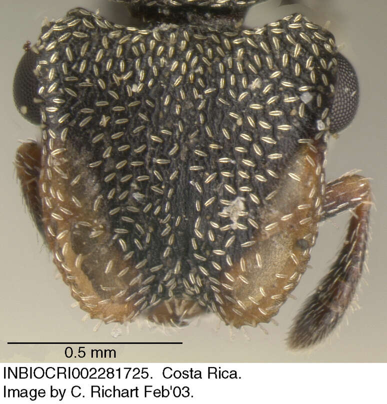 Cephalotes peruviensis De Andrade 1999 resmi