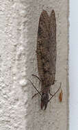 Image of Eastern Dobsonfly