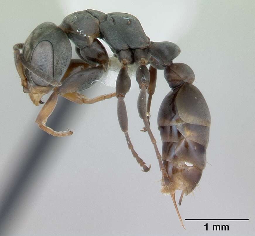 Image de Pseudomyrmex beccarii (Menozzi 1935)