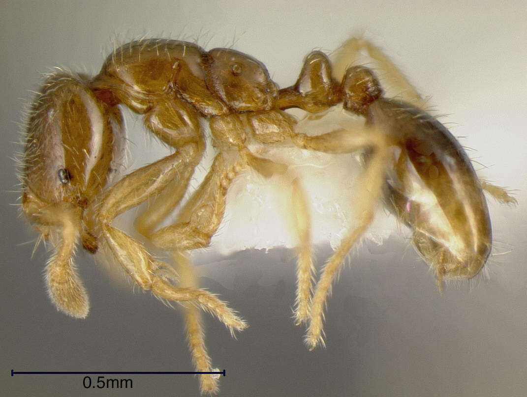 Image of <i>Solenopsis vinsoni</i> Pacheco & Mackay 2013