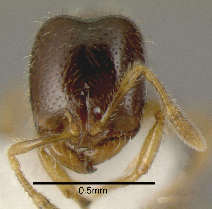 صورة <i>Solenopsis vinsoni</i> Pacheco & Mackay 2013