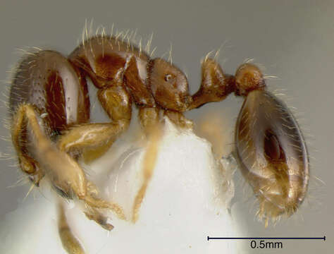 Image of <i>Solenopsis vinsoni</i> Pacheco & Mackay 2013