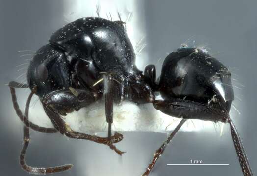 Image of Camponotus arcuatus Mayr 1876