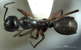 Image of Camponotus ceriseipes Clark 1938