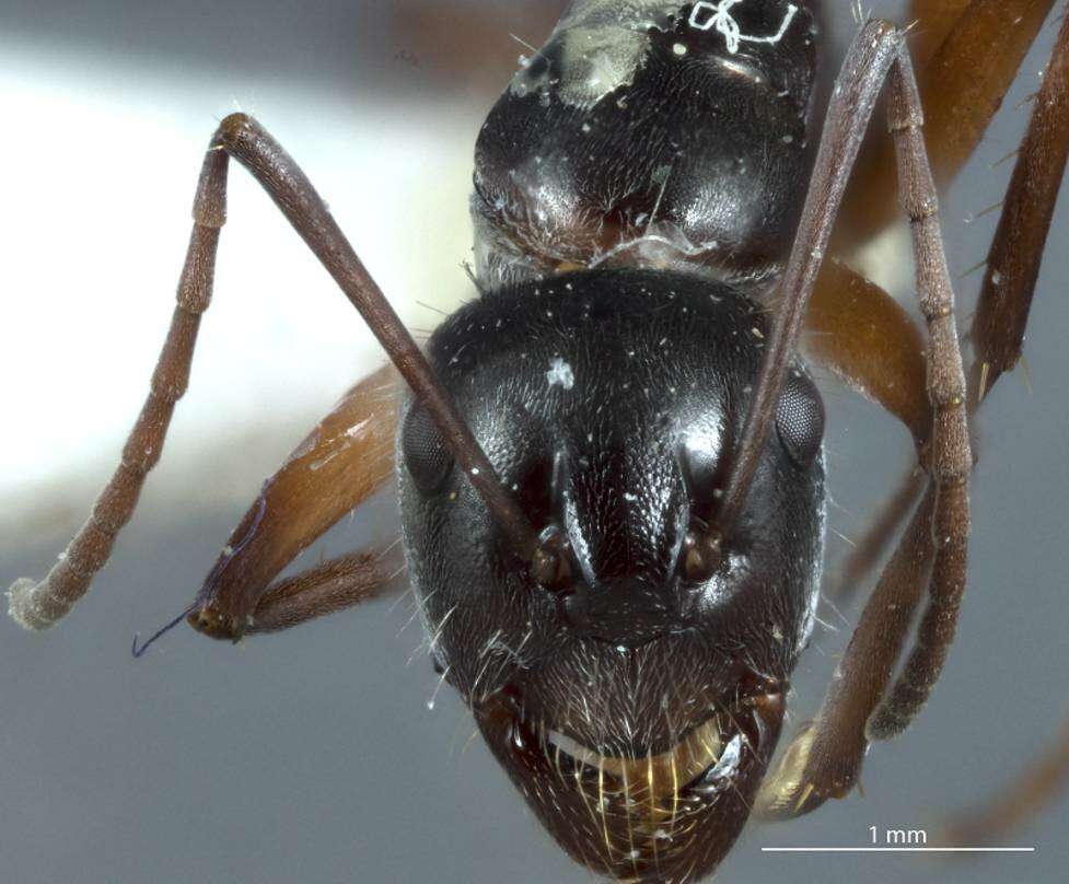 Plancia ëd Camponotus ceriseipes Clark 1938