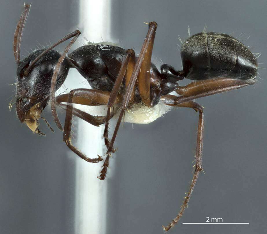 Plancia ëd Camponotus ceriseipes Clark 1938