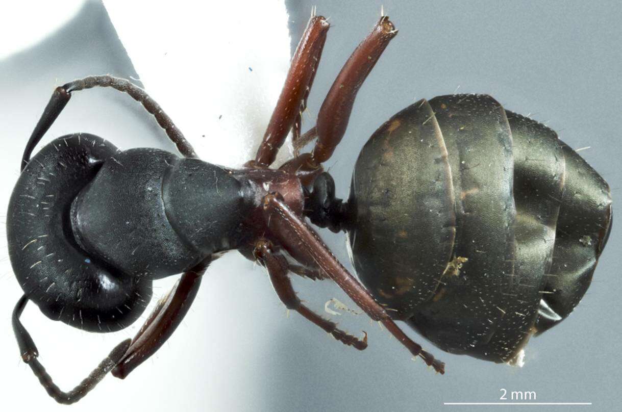 Image of Camponotus chalceus Crawley 1915