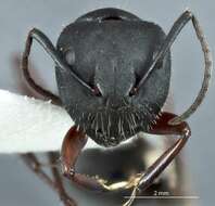 Image of Camponotus chalceus Crawley 1915