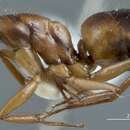 Image of <i>Camponotus marcens</i>