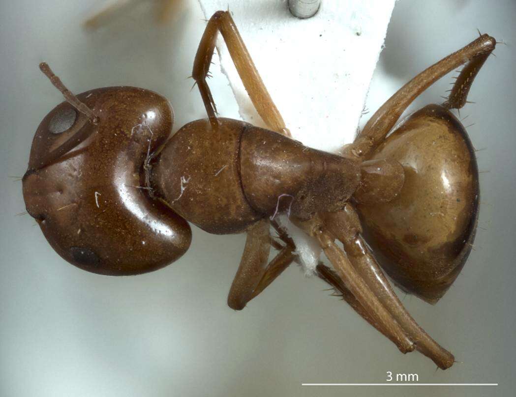 Image of Camponotus discors Forel 1902