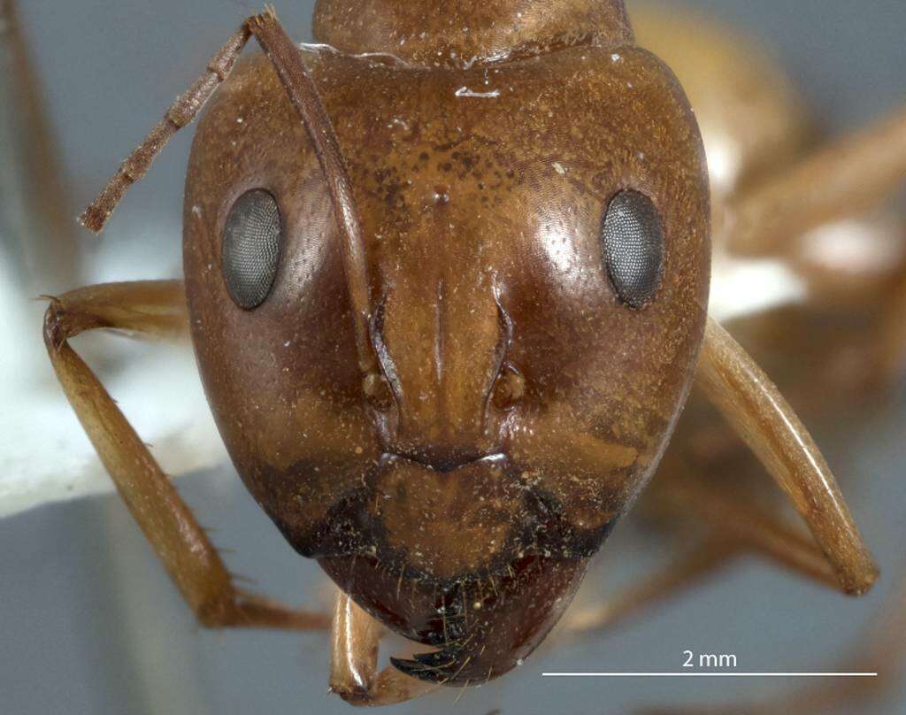 Image of Camponotus discors Forel 1902