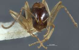 Image of Camponotus discors Forel 1902