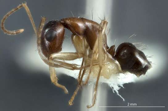 Image of Camponotus discors Forel 1902