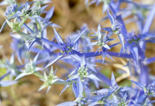 Image of Eryngium triquetrum Vahl