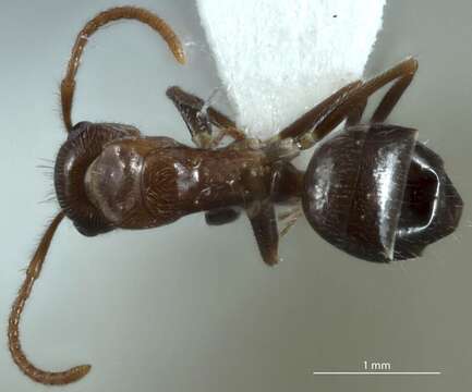 Plancia ëd Camponotus macrocephalus (Erichson 1842)