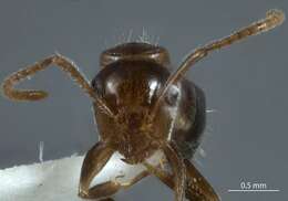 Plancia ëd Camponotus macrocephalus (Erichson 1842)