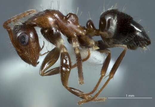 Слика од Camponotus macrocephalus (Erichson 1842)