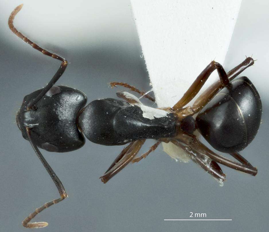 Camponotus oetkeri Forel 1910的圖片