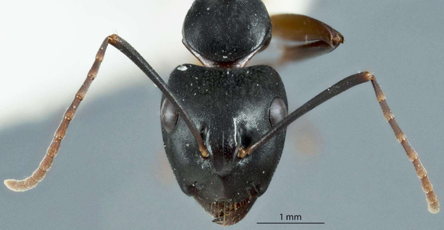 Camponotus oetkeri Forel 1910的圖片