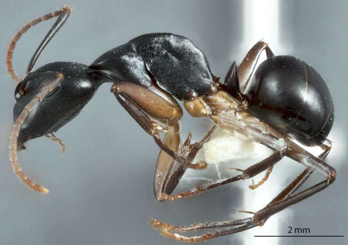 Camponotus oetkeri Forel 1910的圖片