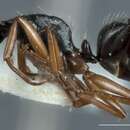 Image of <i>Camponotus rudis</i> McArthur