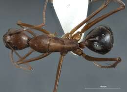 Image of Camponotus rufus Crawley 1925