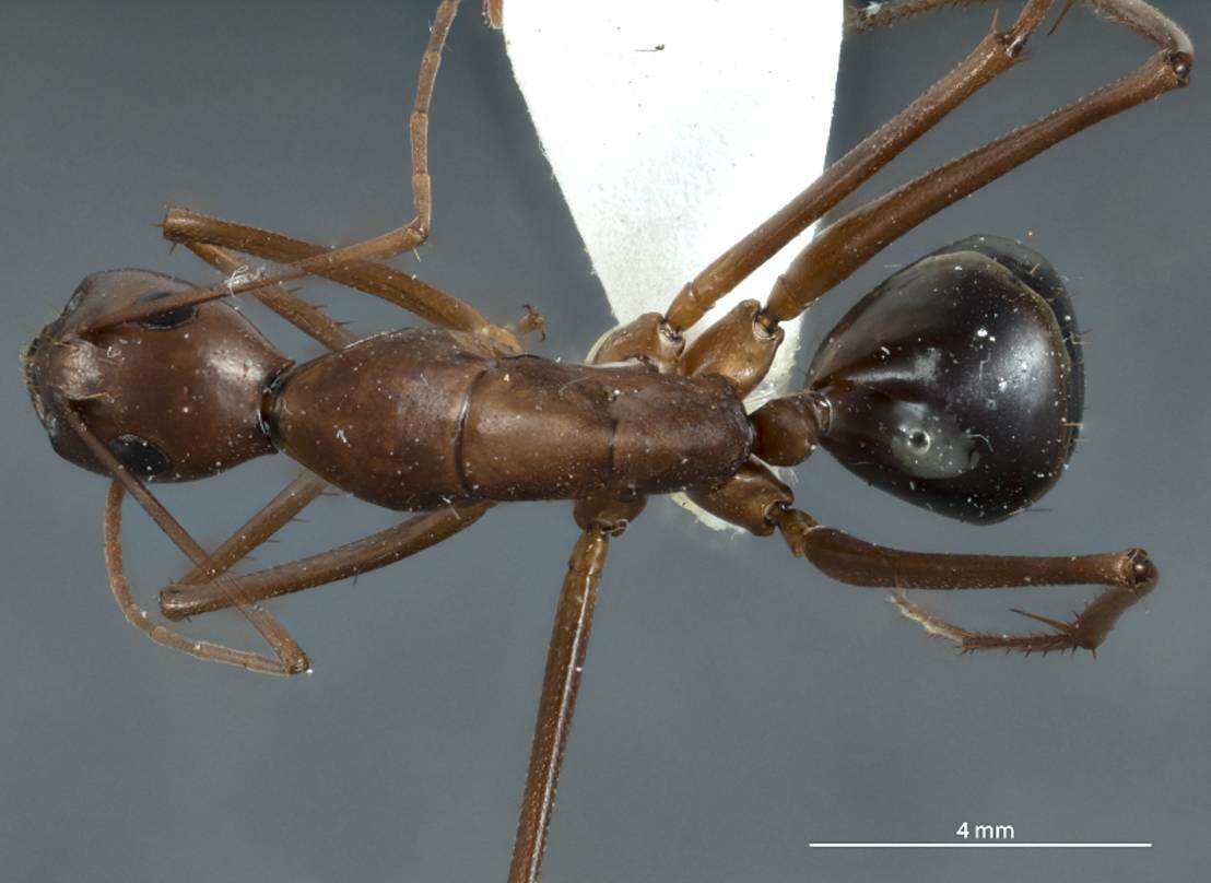 Image of Camponotus rufus Crawley 1925