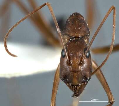 Image of Camponotus rufus Crawley 1925