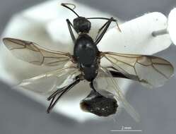 Image of Camponotus rufus Crawley 1925